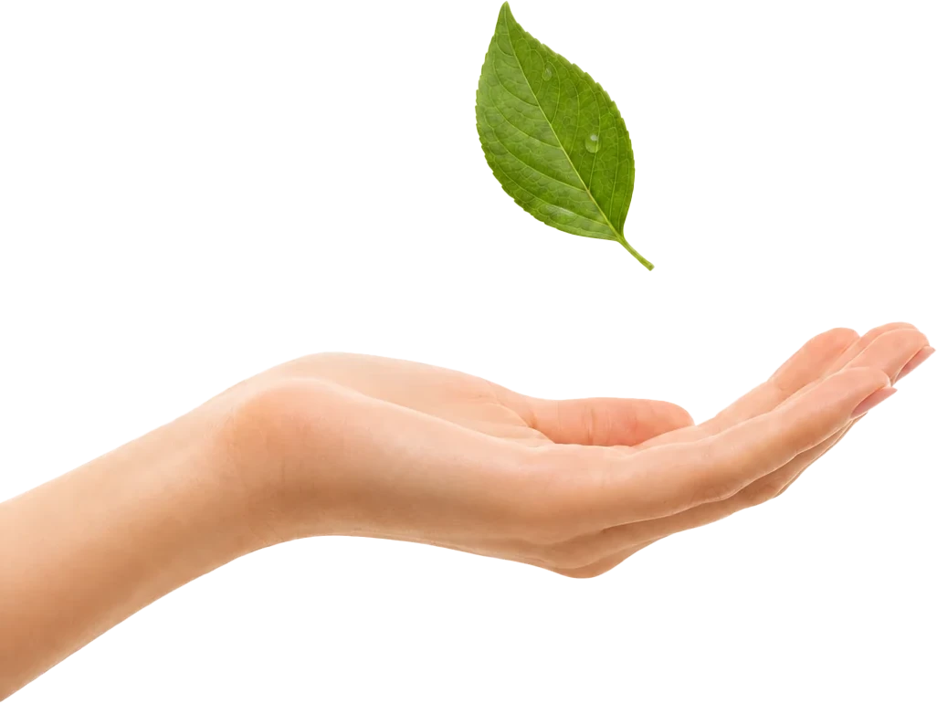 Mano sosteniendo una hoja verde, cuidado de la naturaleza en Fundación Ser Naturaleza