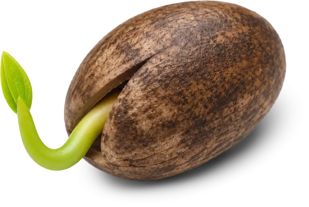 Semilla germinando con el brote hacia la izquierda, Fundación Ser Naturaleza