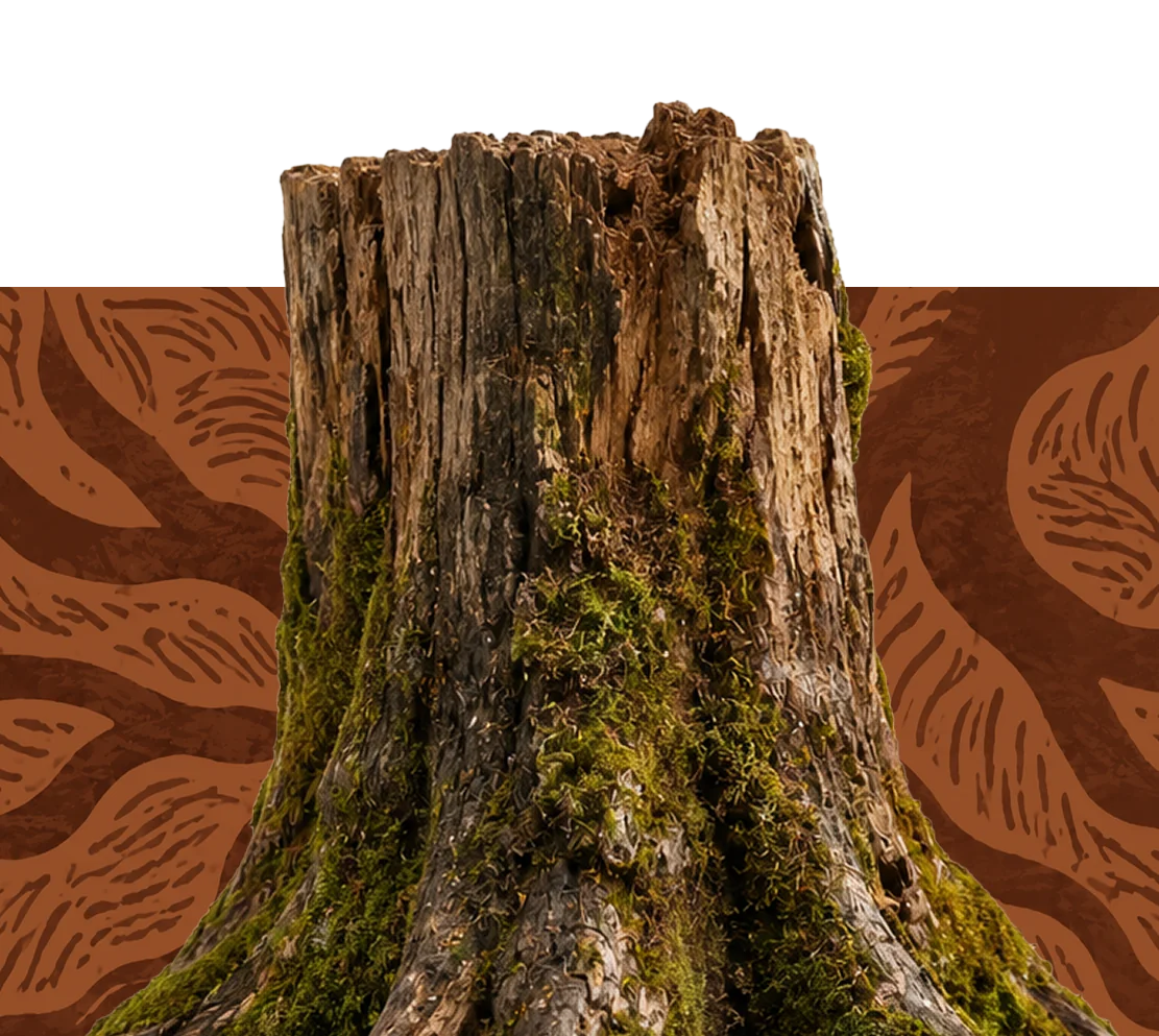 Tronco con musgo sobre textura – Fundación SerNaturaleza